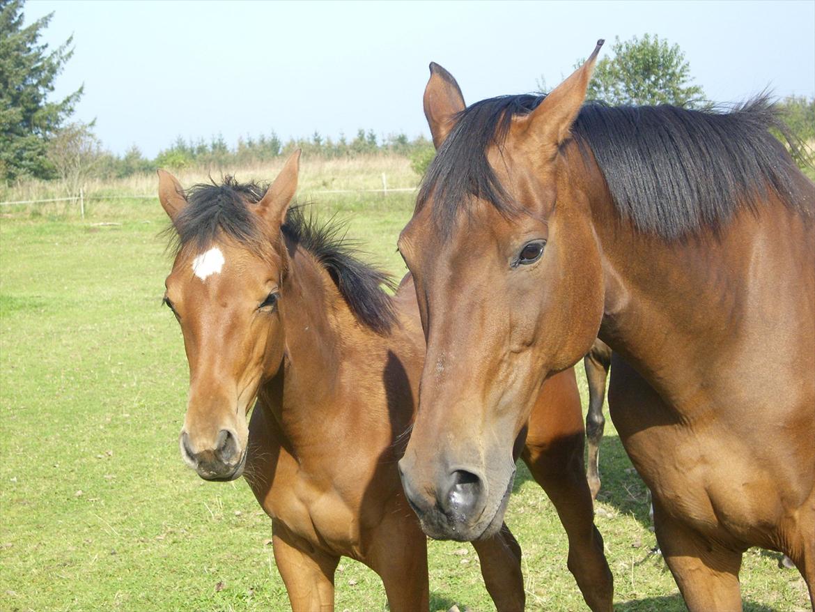 Dansk Varmblod Castana L - Jeg ligner min moar billede 17