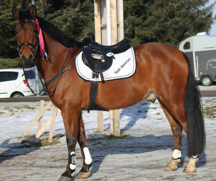 New Forest Bøgelys Julius - Min stjerne<3.

©NB© billede 10