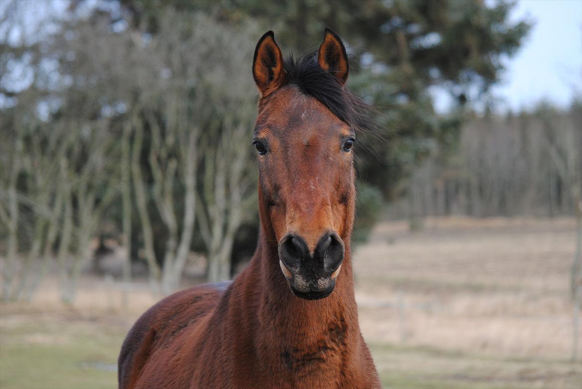 Dansk Varmblod Fiona billede 10