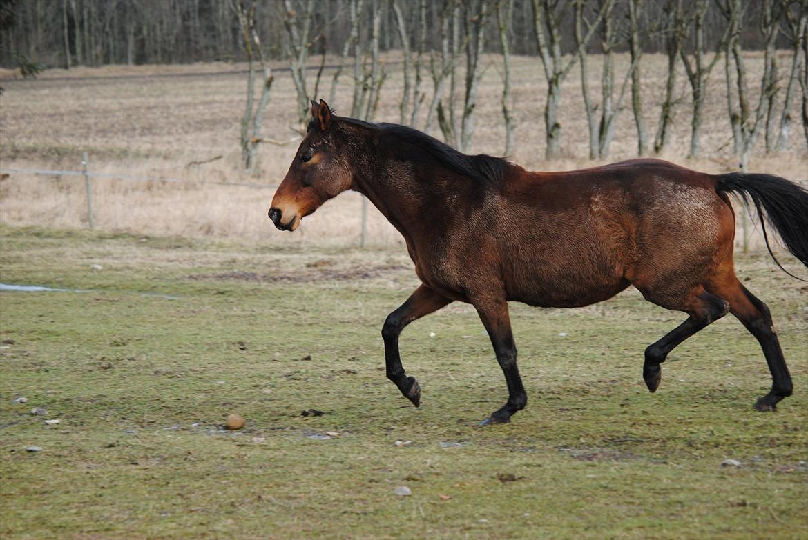 Dansk Varmblod Fiona billede 17