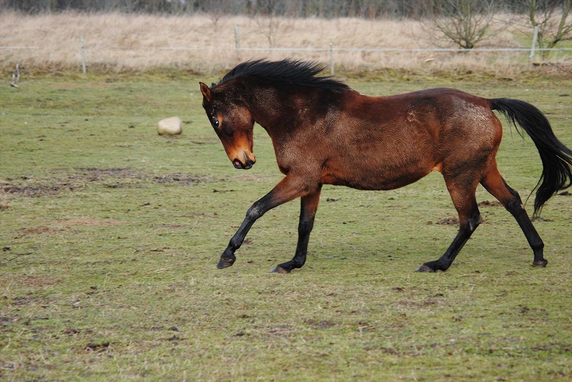 Dansk Varmblod Fiona billede 18