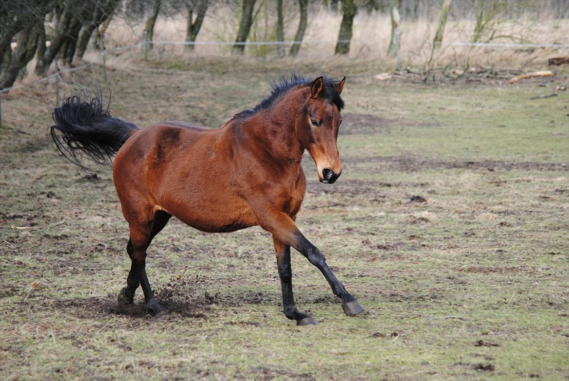 Dansk Varmblod Fiona billede 3