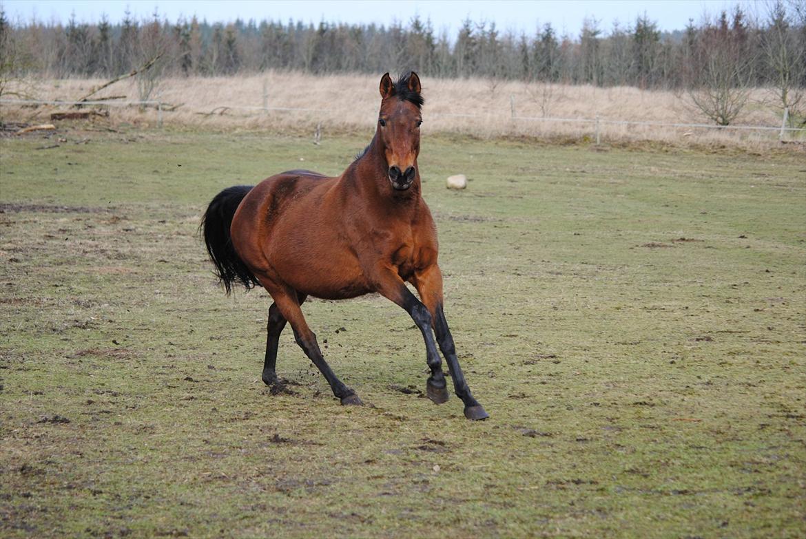 Dansk Varmblod Fiona billede 19