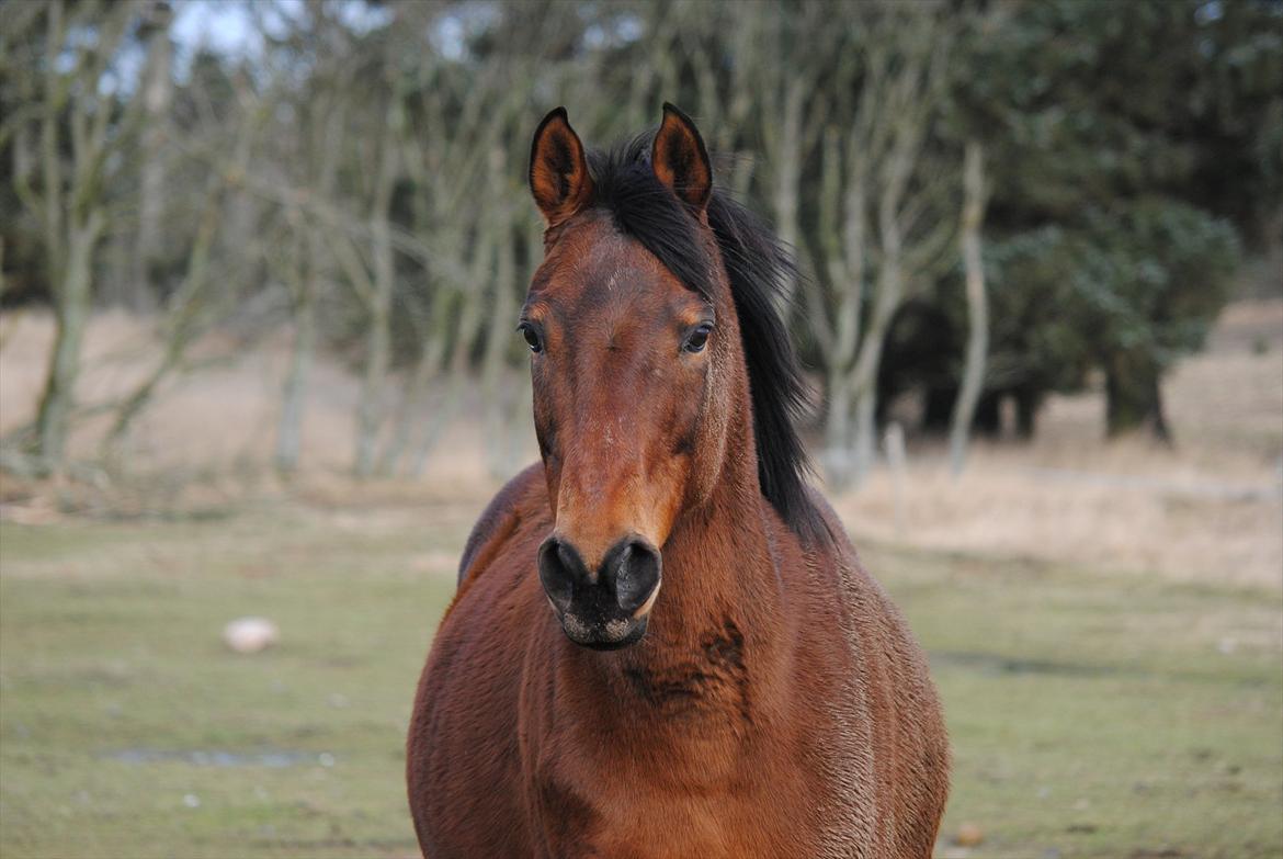 Dansk Varmblod Fiona billede 6