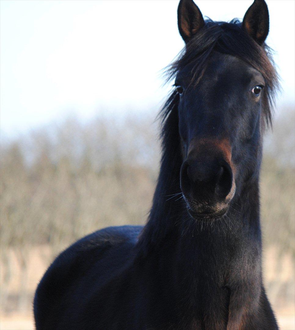 Dansk Varmblod Miss Dior billede 13