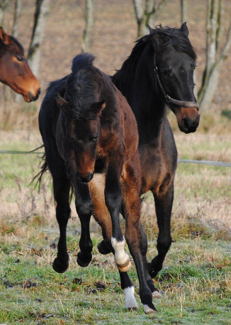 Dansk Varmblod Safran L billede 13