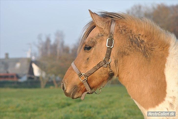 Anden særlig race Gormiti - lånepony billede 15