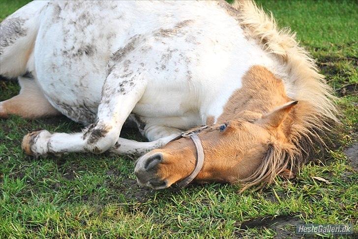 Anden særlig race Gormiti - lånepony billede 16