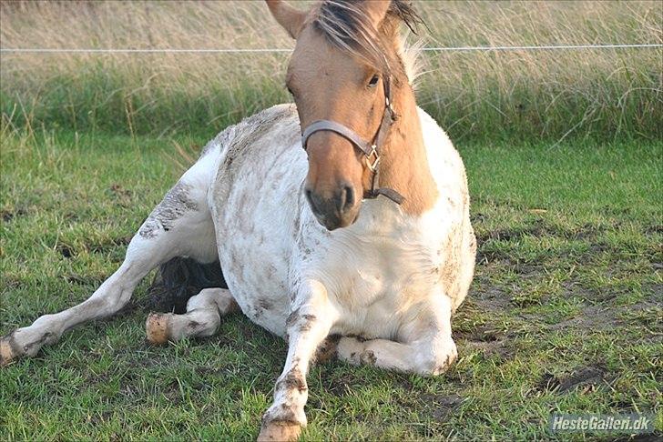 Anden særlig race Gormiti - lånepony billede 17