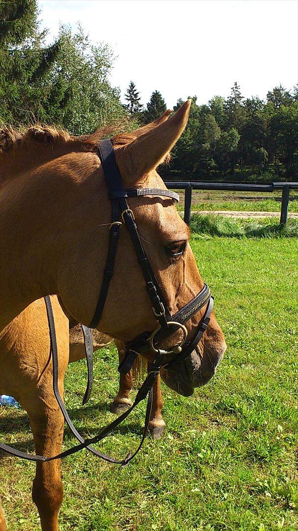 Anden særlig race Jackie - Velkommen til Jackie's profil. Læg gerne en kommentar eller bedømmelse. Jackie&Jeg BIG Distriktstævne  Foto : Marianne NK billede 1