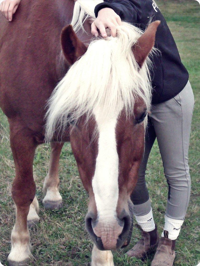 Tyroler Haflinger <3 partner <3  i miss you!!! <3 :´( - En bedsteven for livet, som man kan stole på!!! <3 :*  jeg savner dig basse!:'( men jeg ved at du har det godt der hvor du nu er?:'(<33:-** billede 8