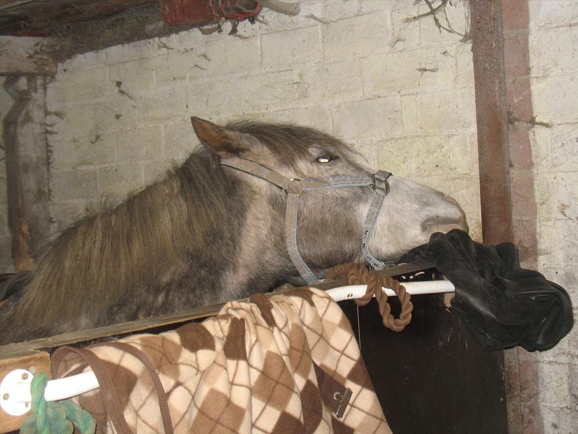 Anden særlig race Pipars - Åhhh det klør billede 8
