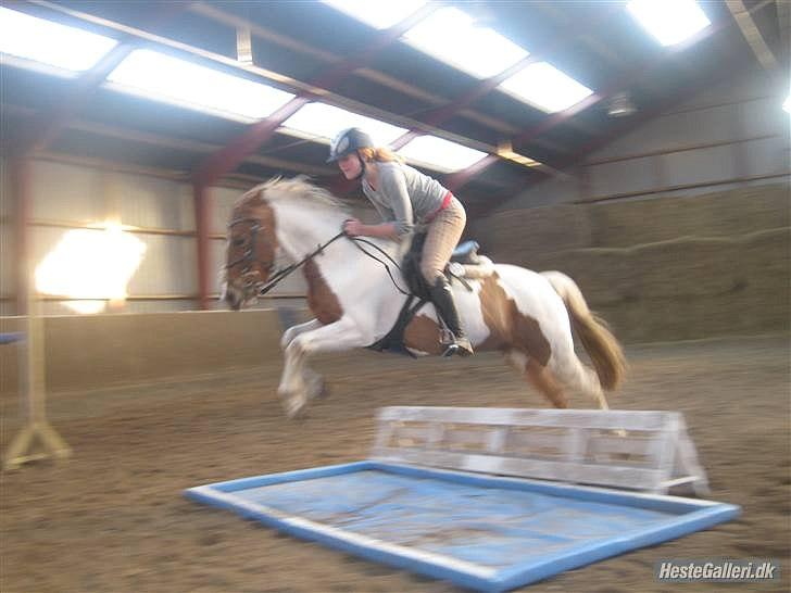 Pinto HOKUSPOKUS solgt - Springtræning, hjemme. billede 2