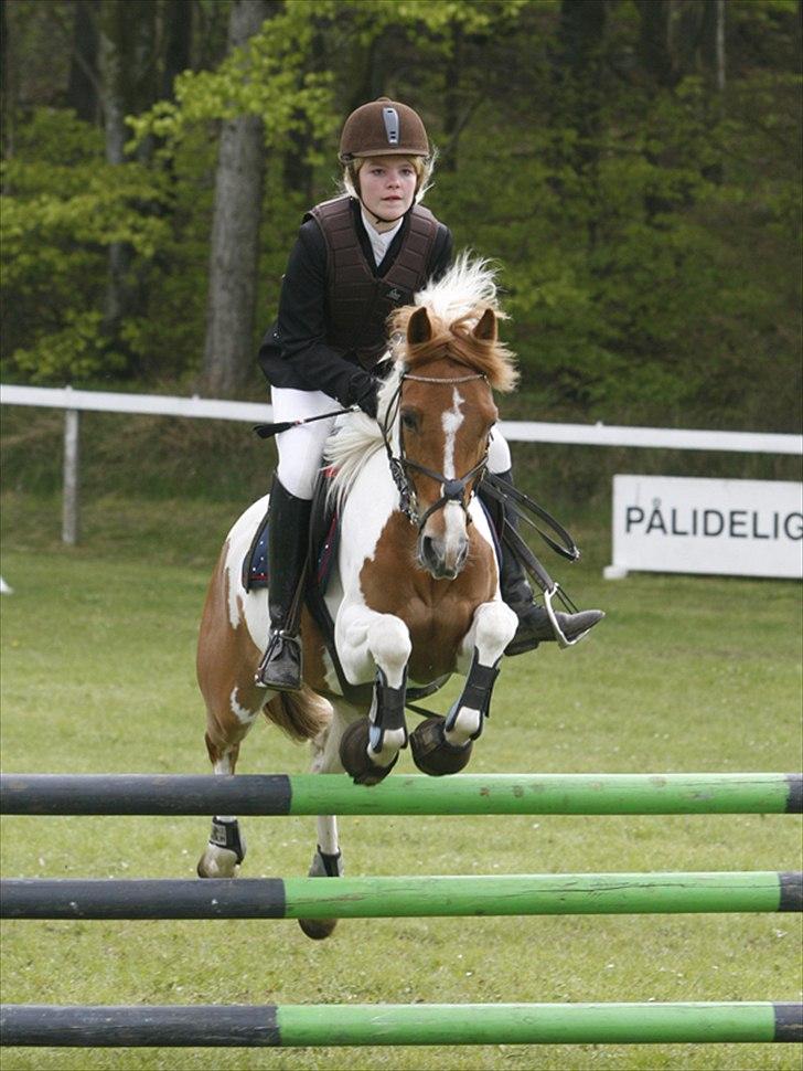 Pinto HOKUSPOKUS solgt - Morsø 2008 - LB** 3.plads.. Førte til de to sidste ryttere! billede 3