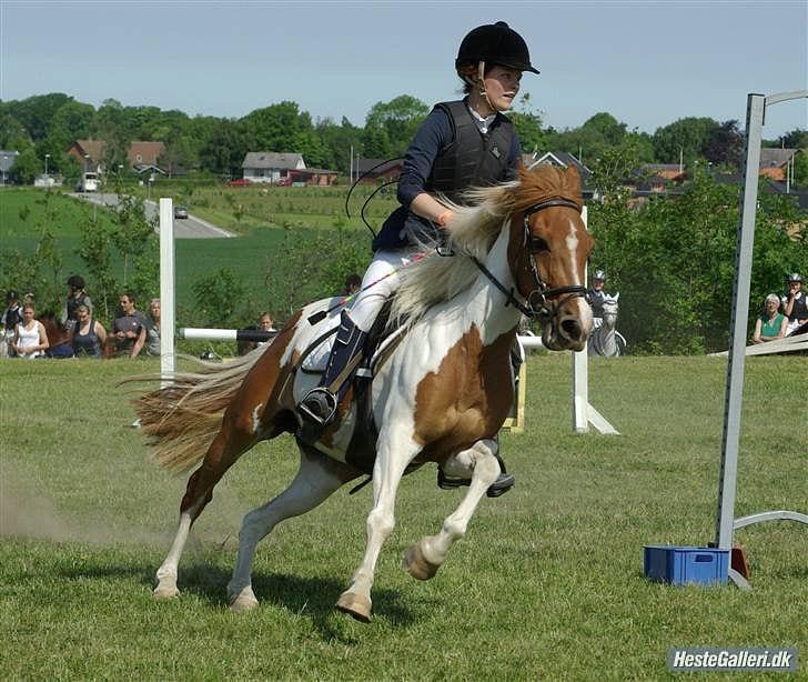 Pinto HOKUSPOKUS solgt - LA** Thosø billede 4