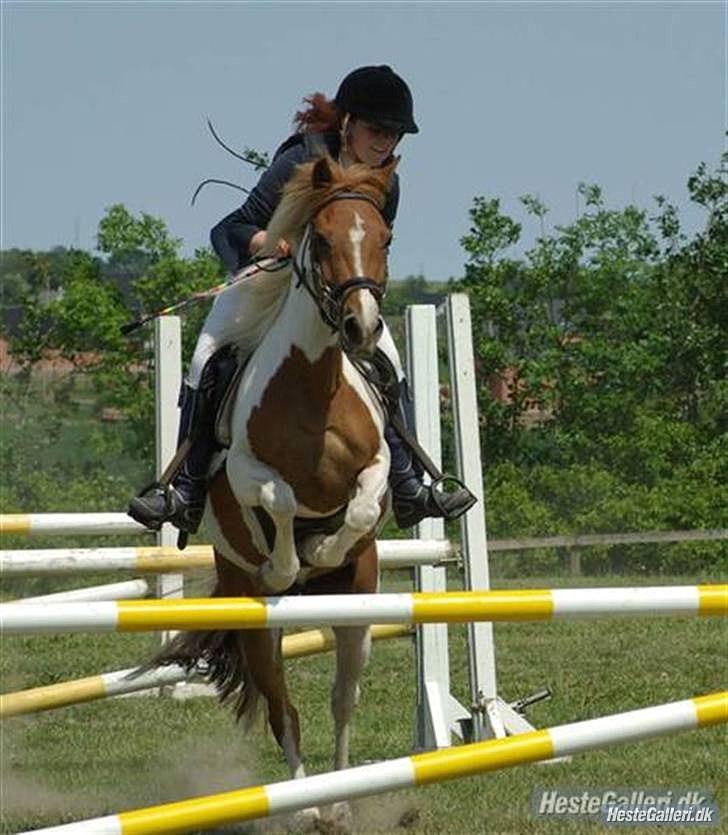 Pinto HOKUSPOKUS solgt - Tre-kombination, LA** thorsø - 2.plads billede 5