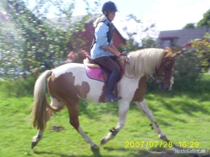 Pinto HOKUSPOKUS solgt - Opvarmning til vandgravstræning billede 6