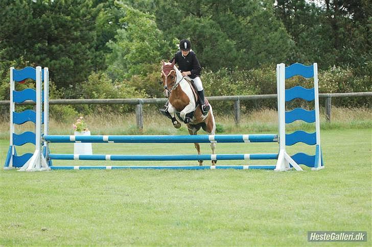 Pinto HOKUSPOKUS solgt - LD Stevnstrup billede 7