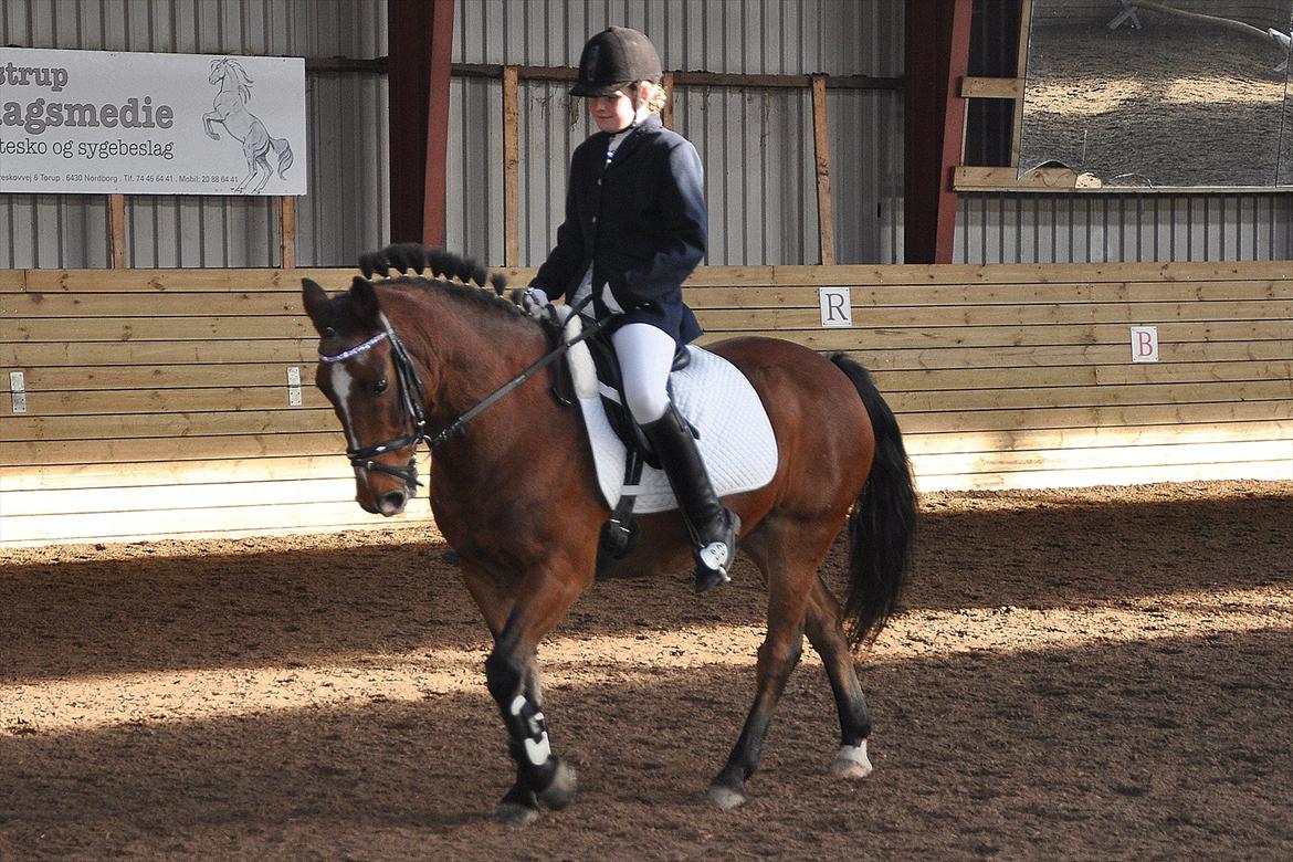 Anden særlig race Kasmir billede 13