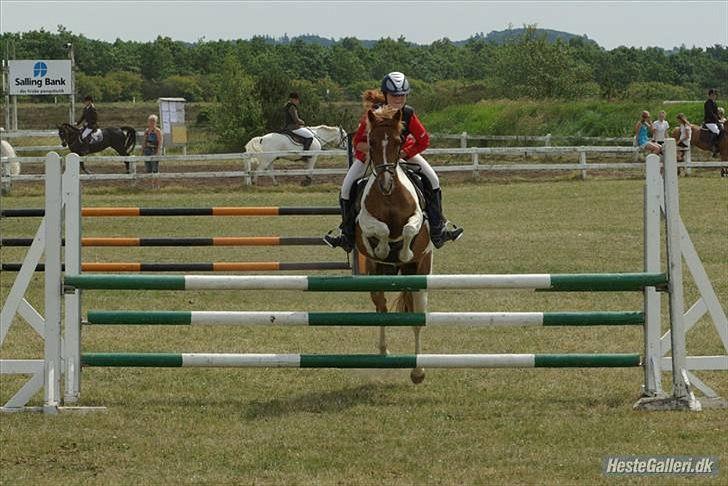 Pinto HOKUSPOKUS solgt - LA** skive - C-stævne. 0 fejl i hovedrunde - udgået i omspring billede 10
