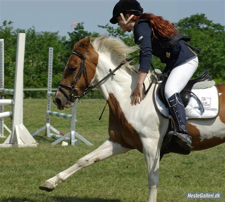 Pinto HOKUSPOKUS solgt - Dygtig pony, efter 4 starter - og 4 top 3 placeringer! Thorsø... billede 11
