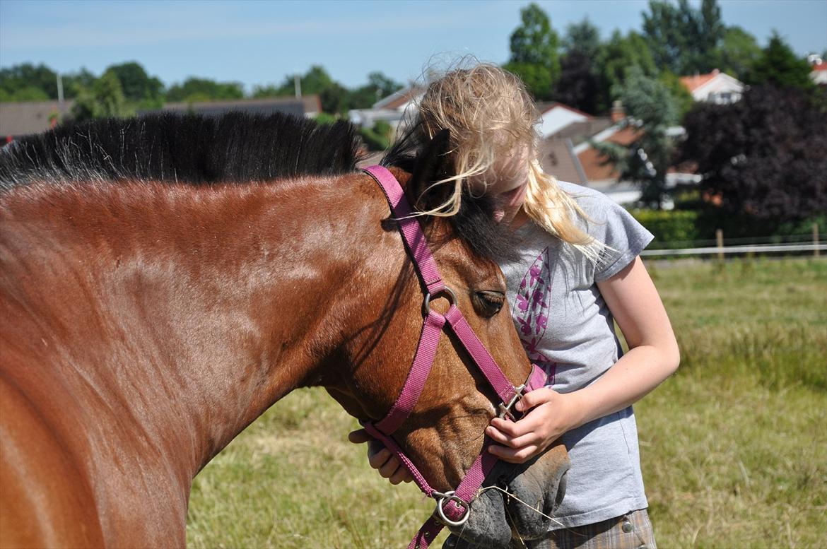 Anden særlig race Kasmir billede 6