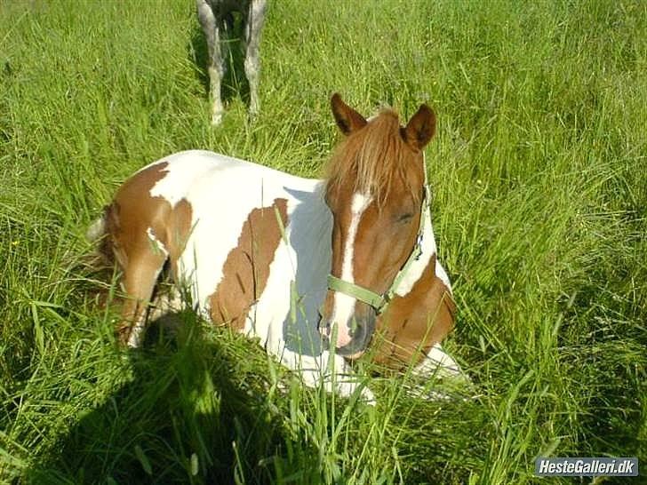 Pinto HOKUSPOKUS solgt - Ridelejr, 2007. Taget med mobil en tidlig morgen! billede 12