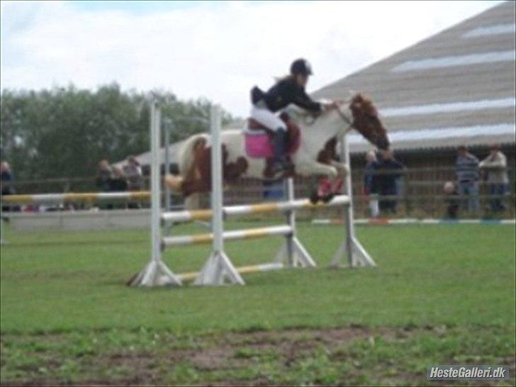 Pinto HOKUSPOKUS solgt - LB** thorsø billede 14