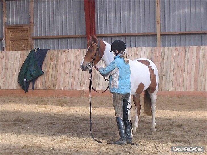 Pinto HOKUSPOKUS solgt - Opvarming til løsspring billede 15