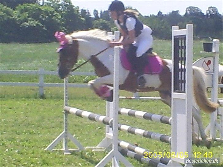 Pinto HOKUSPOKUS solgt - LB** LIND - 2.plads billede 16