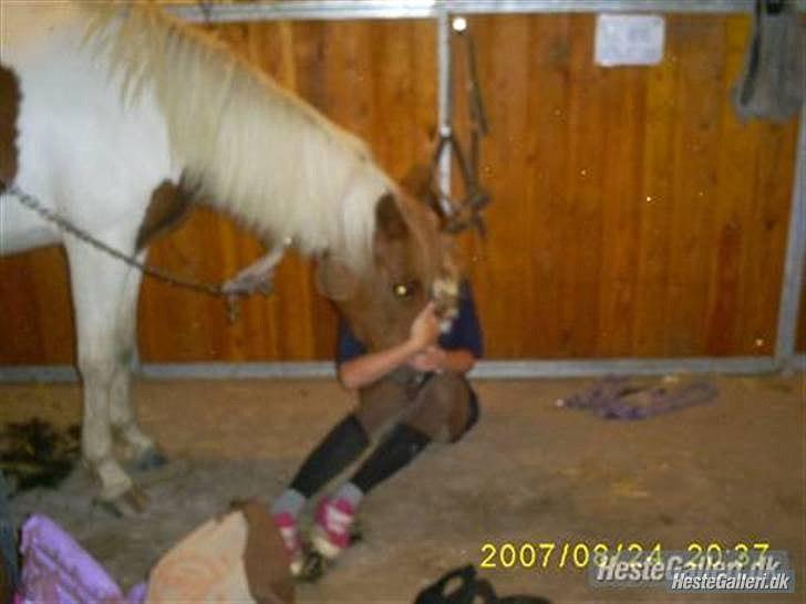 Pinto HOKUSPOKUS solgt - Elsker dig! billede 18