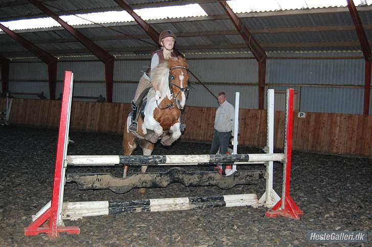 Pinto HOKUSPOKUS solgt - træning, KOOR billede 19