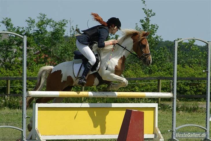 Pinto HOKUSPOKUS solgt - Fuld fart - LB** Thorsø som vi vinder! billede 20