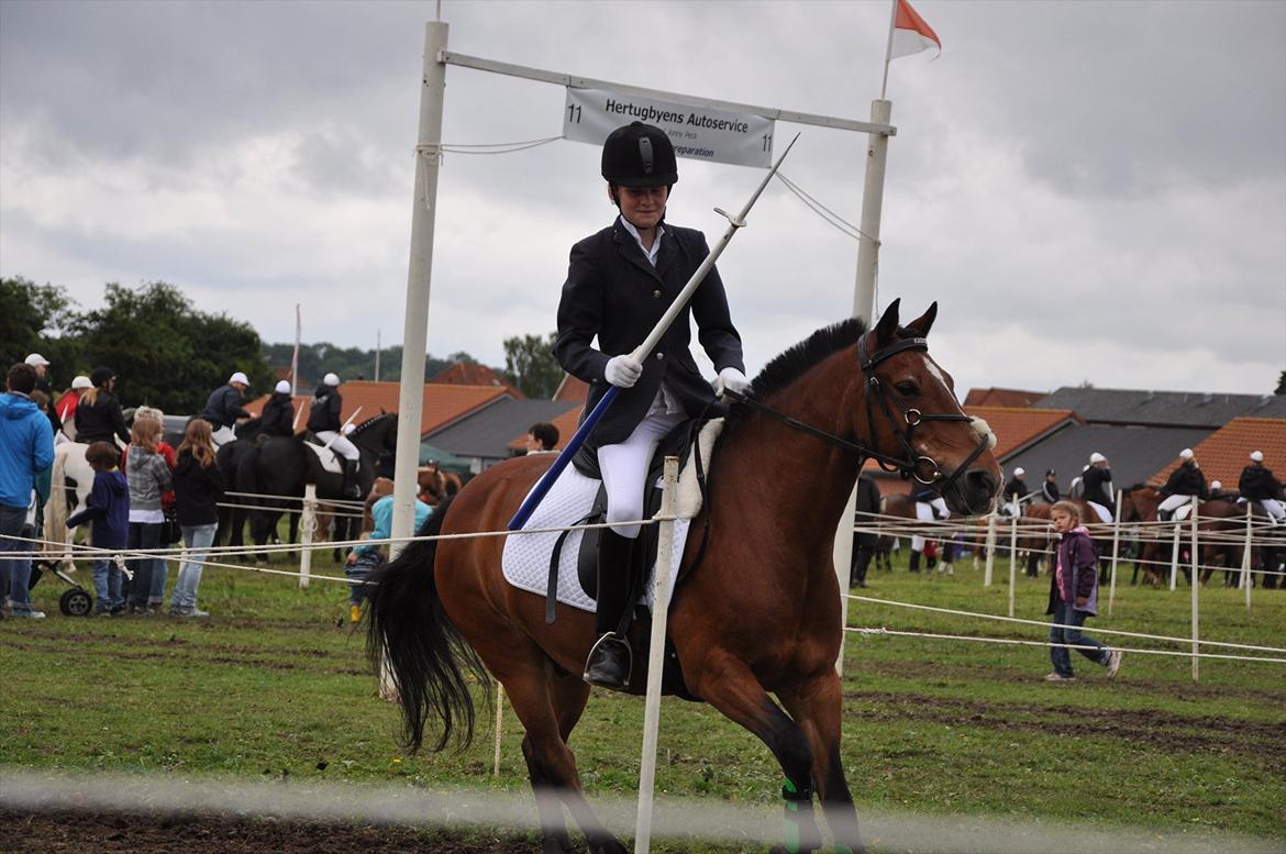Anden særlig race Kasmir billede 17
