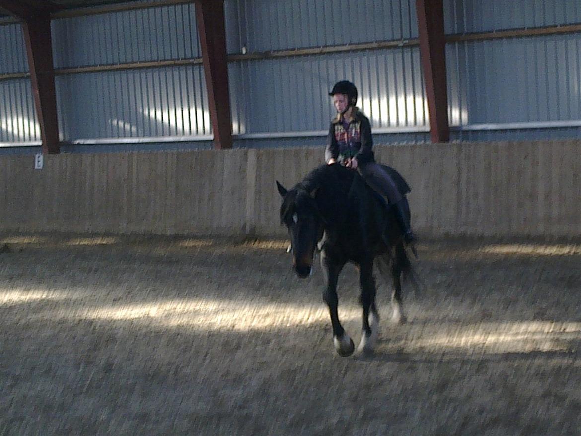 Hollandsk Varmblod Moller billede 2