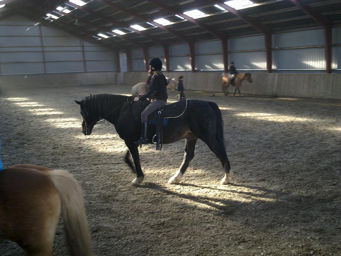 Hollandsk Varmblod Moller billede 3