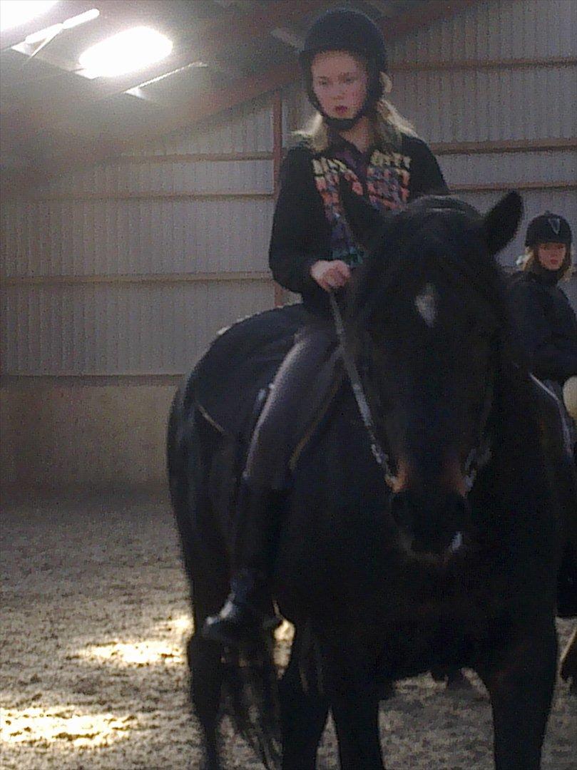 Hollandsk Varmblod Moller billede 4