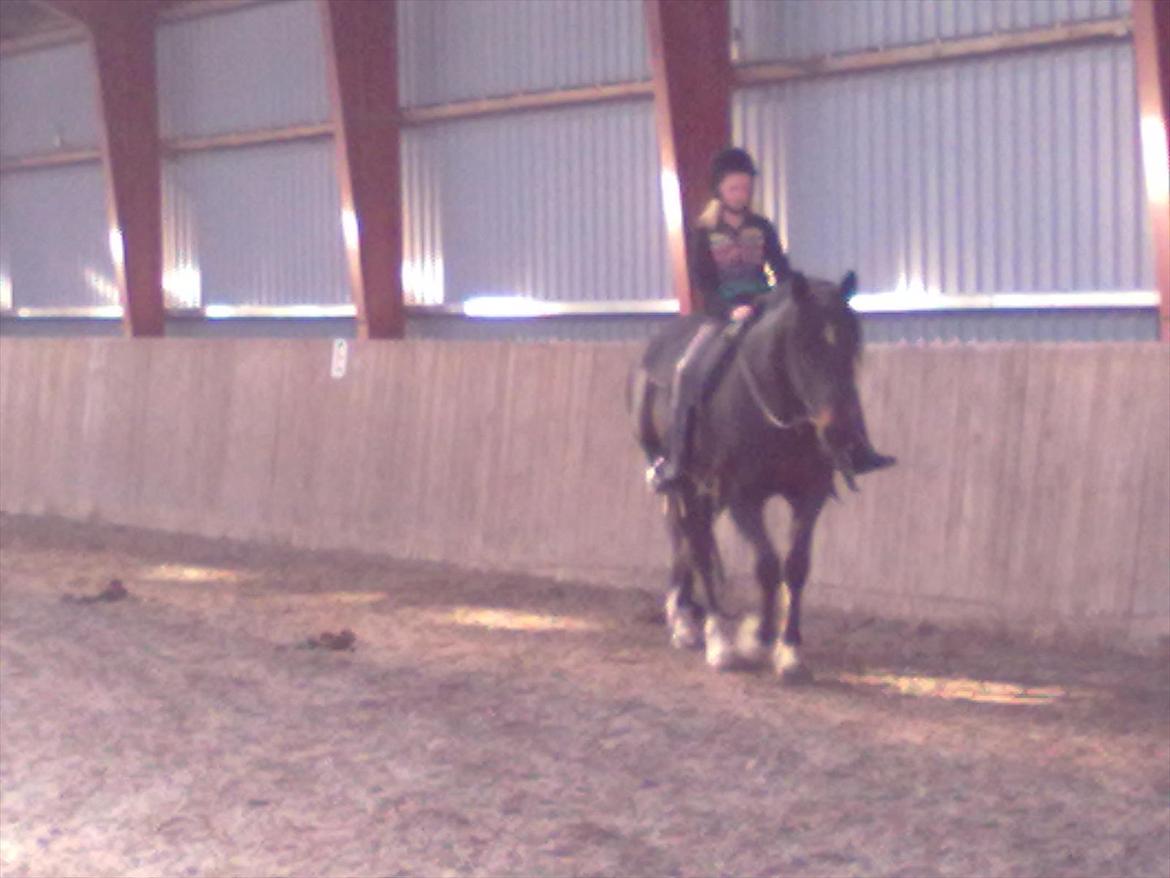 Hollandsk Varmblod Moller billede 5