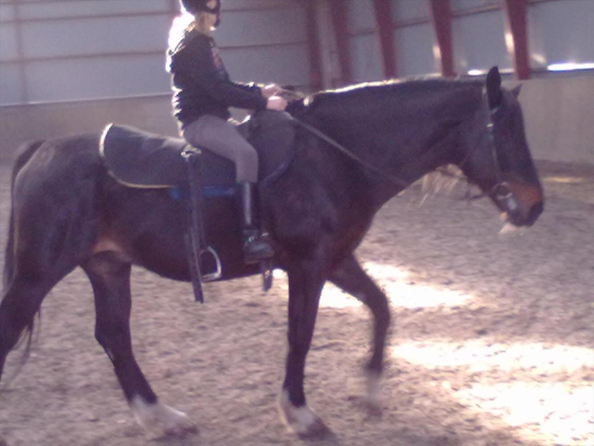 Hollandsk Varmblod Moller billede 6