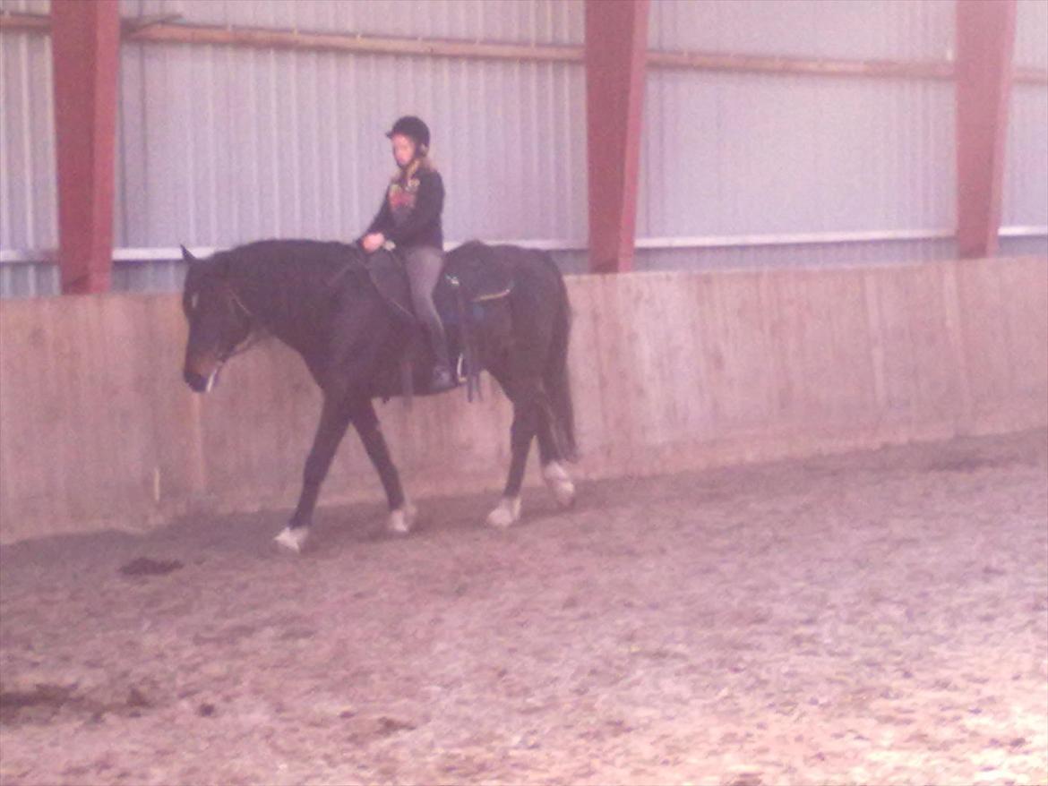 Hollandsk Varmblod Moller billede 7