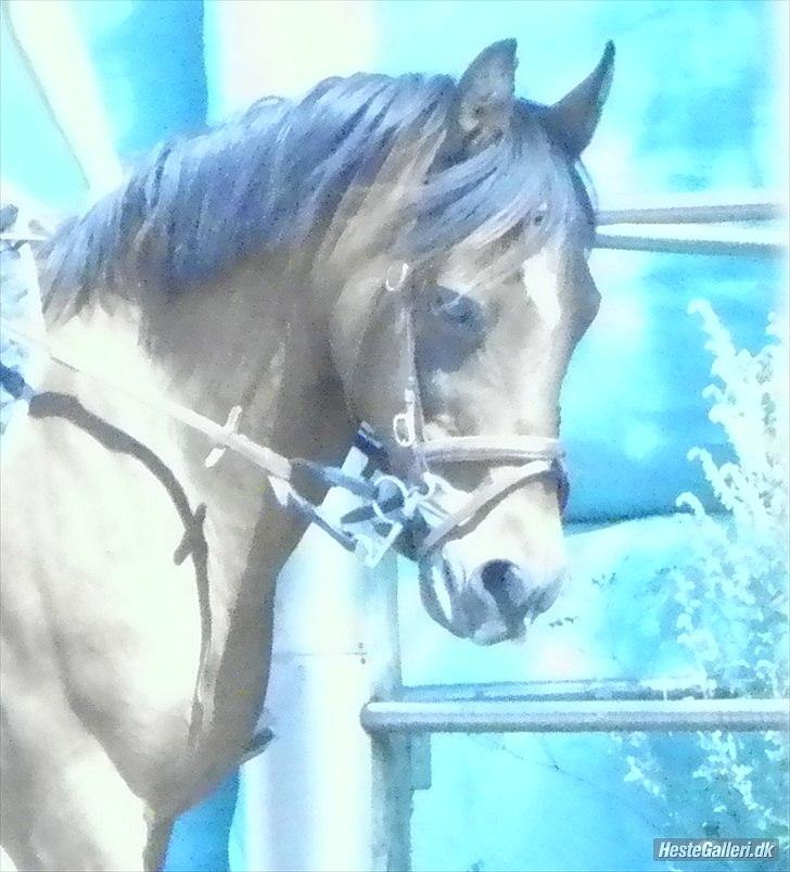 Anden særlig race MILAN (HALVMÅNE) solgt  - Smukke Milan<3 billede 1