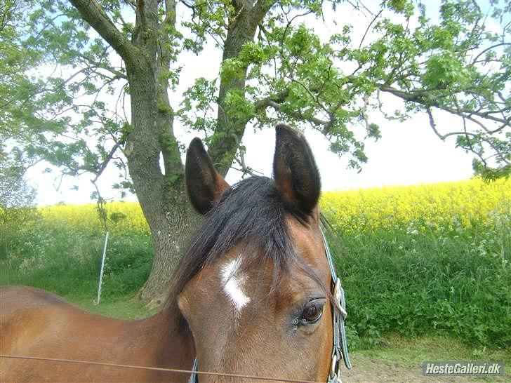 Anden særlig race MILAN (HALVMÅNE) solgt  - Fold. billede 3