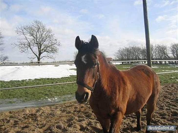 Anden særlig race MILAN (HALVMÅNE) solgt  - Milan<3 billede 5