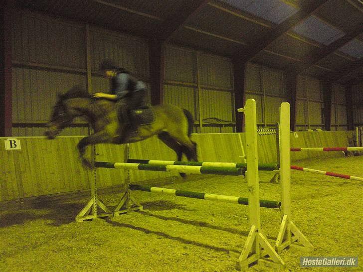 Anden særlig race MILAN (HALVMÅNE) solgt  - Cecilie & milan - træning i hallen billede 8