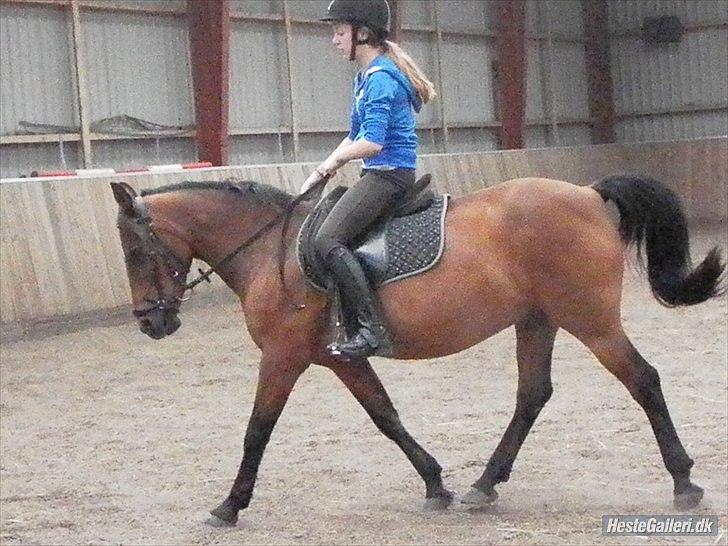 Anden særlig race MILAN (HALVMÅNE) solgt  - Christina & milan billede 10