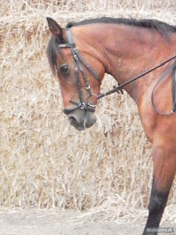 Anden særlig race MILAN (HALVMÅNE) solgt  billede 11