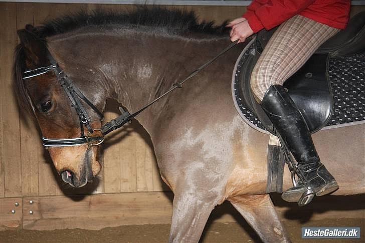 Anden særlig race MILAN (HALVMÅNE) solgt  - Milan & jeg billede 14