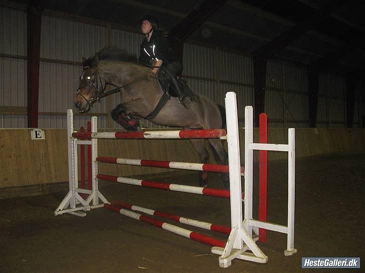 Anden særlig race MILAN (HALVMÅNE) solgt  - Milan & jeg billede 16