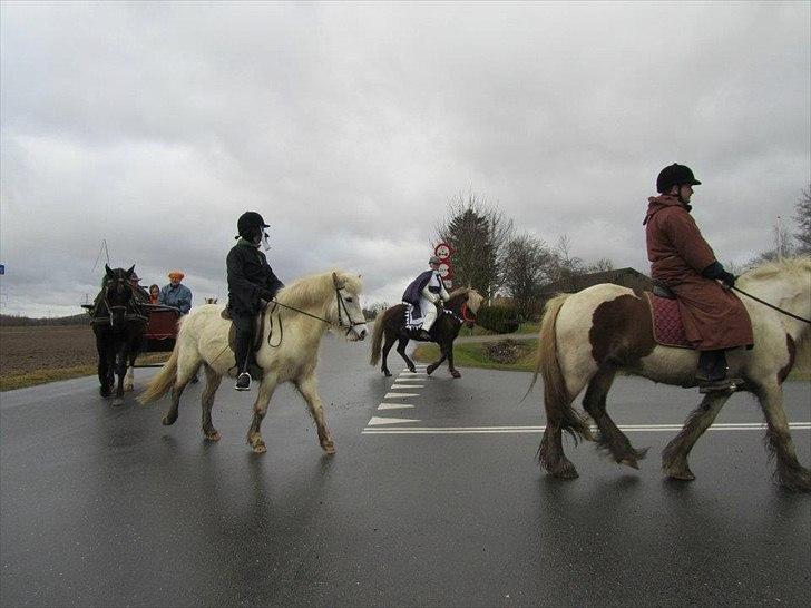 Islænder Elva fra Torupgård billede 10
