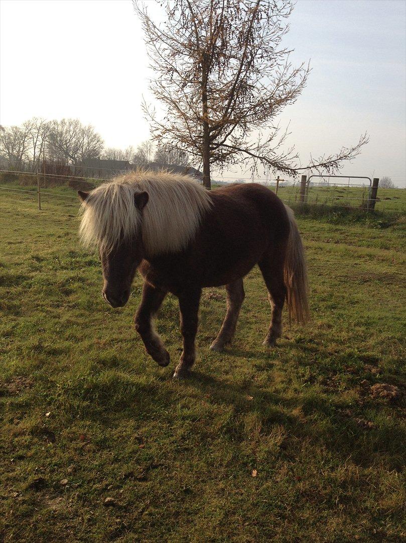 Islænder Elva fra Torupgård billede 11